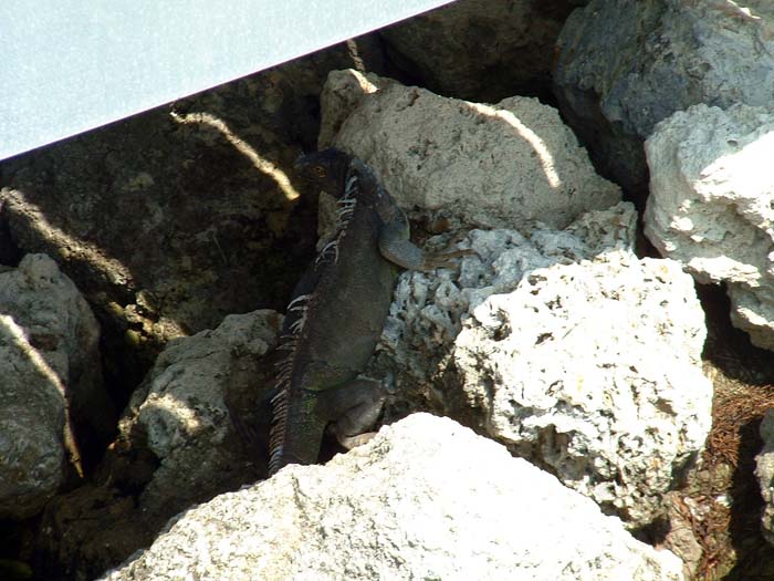 miami_odd_photos (5)