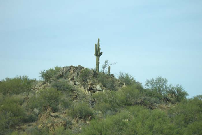 phoenix_alies_sanctuary (13)