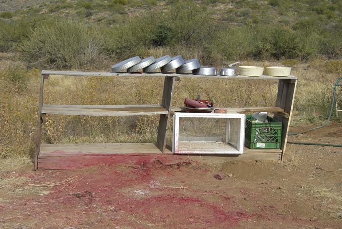 phoenix_alies_sanctuary (19)