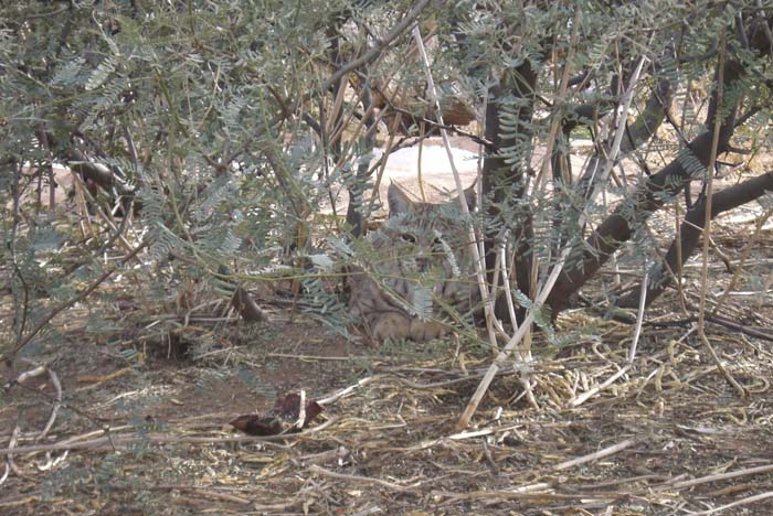 phoenix_alies_sanctuary (27)