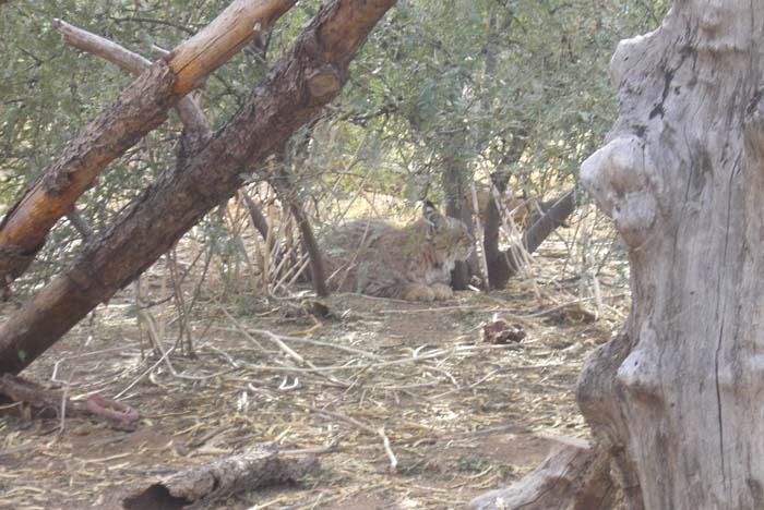 phoenix_alies_sanctuary (28)