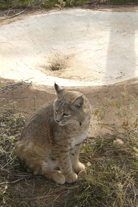 phoenix_alies_sanctuary (32)