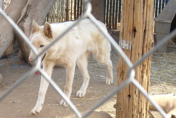 phoenix_alies_sanctuary (37)