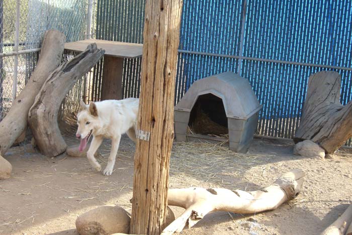 phoenix_alies_sanctuary (40)