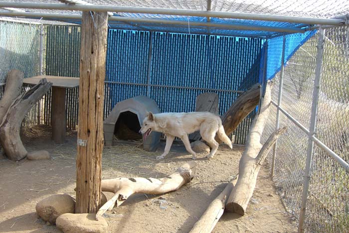 phoenix_alies_sanctuary (41)