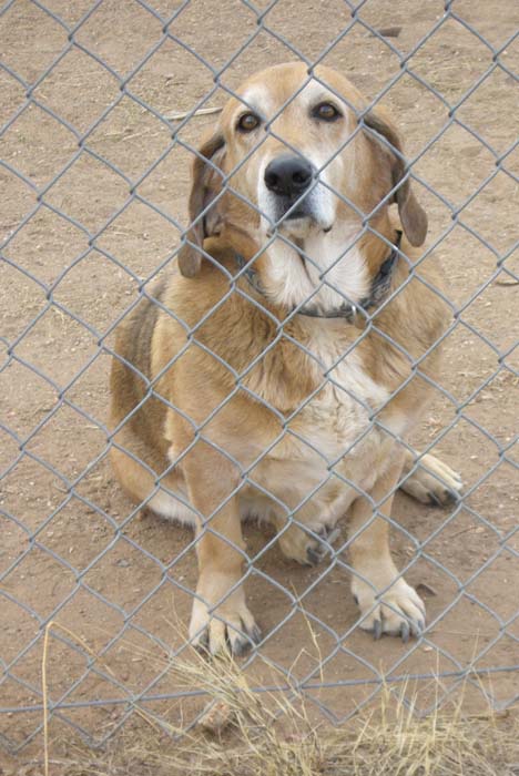 phoenix_alies_sanctuary (43)