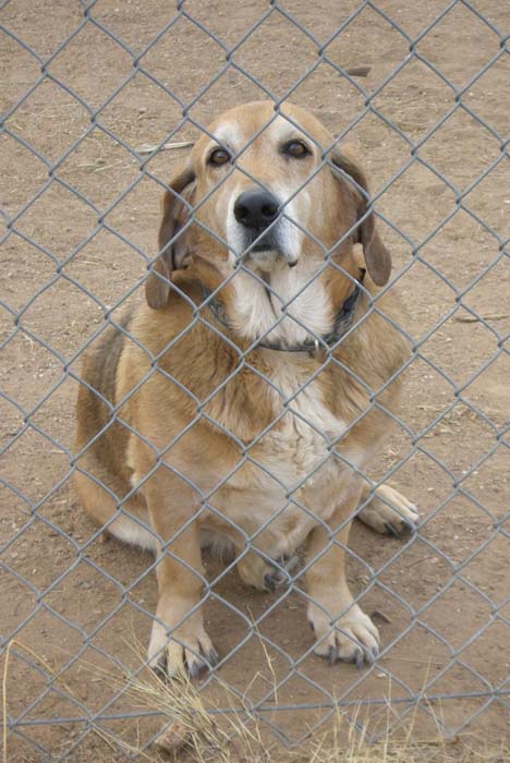 phoenix_alies_sanctuary (44)