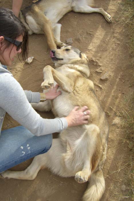 phoenix_alies_sanctuary (49)