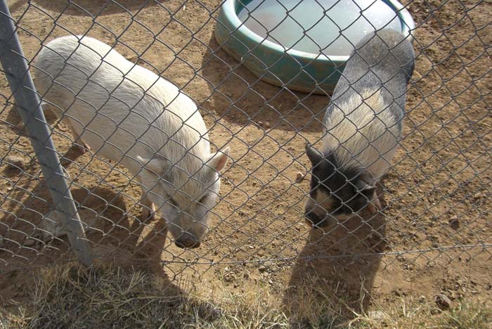 phoenix_alies_sanctuary (52)