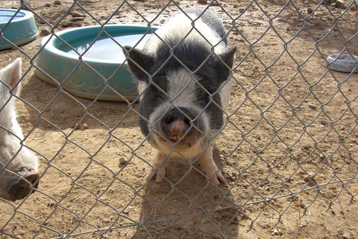 phoenix_alies_sanctuary (53)