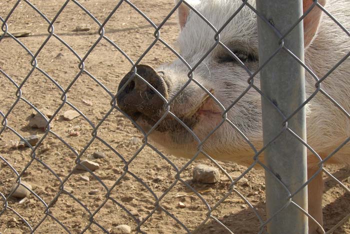 phoenix_alies_sanctuary (54)