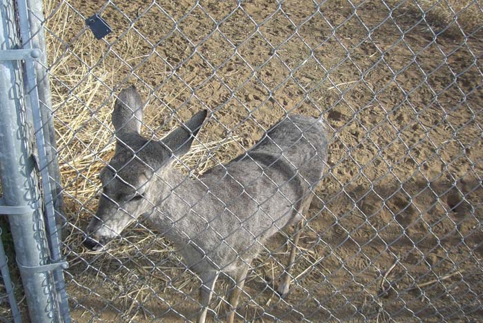 phoenix_alies_sanctuary (57)