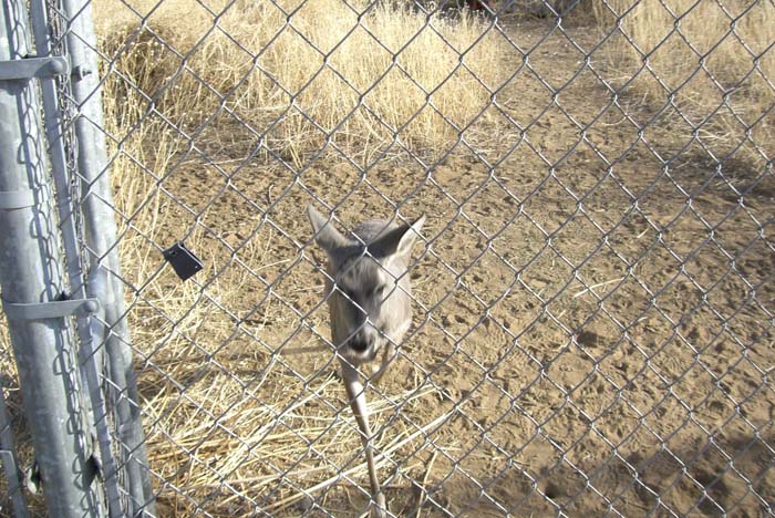 phoenix_alies_sanctuary (58)