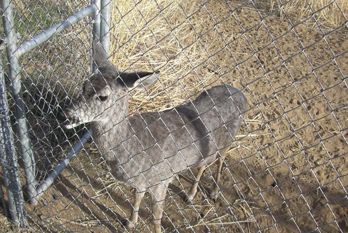 phoenix_alies_sanctuary (59)