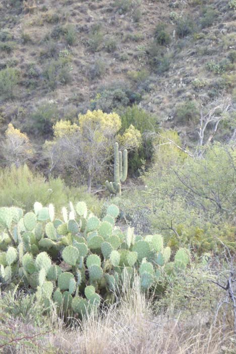 phoenix_alies_sanctuary (67)