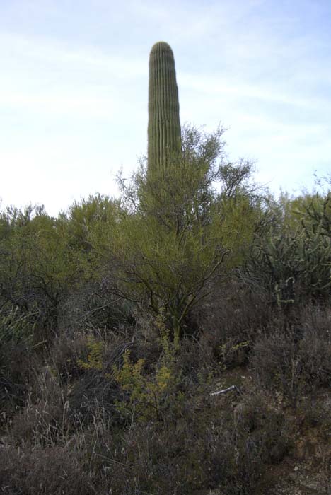 phoenix_alies_sanctuary (68)