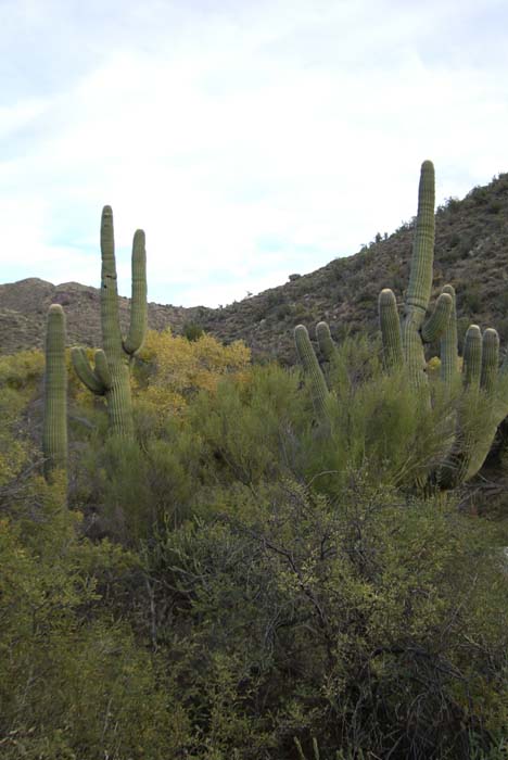 phoenix_alies_sanctuary (70)