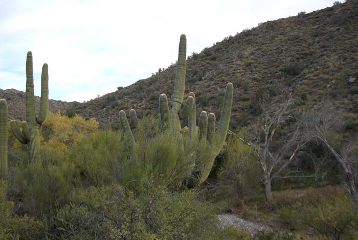 phoenix_alies_sanctuary (71)