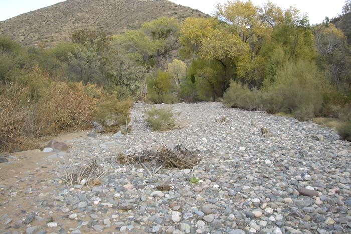 phoenix_alies_sanctuary (78)