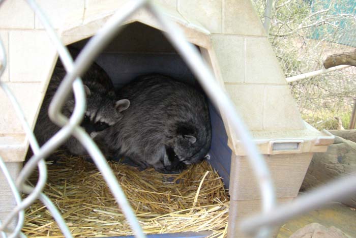 phoenix_alies_sanctuary (80)