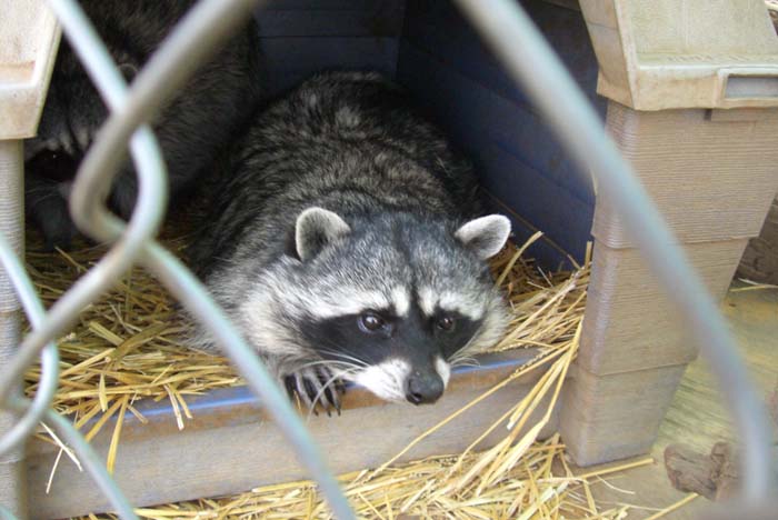 phoenix_alies_sanctuary (81)