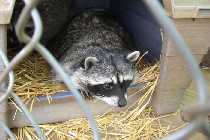 phoenix_alies_sanctuary (82)