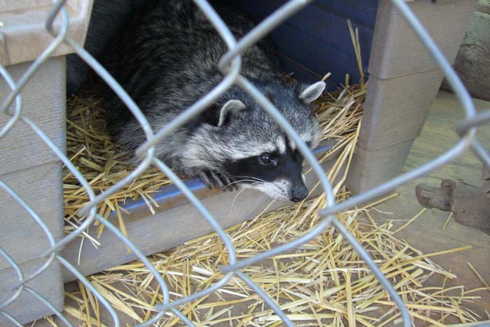 phoenix_alies_sanctuary (83)