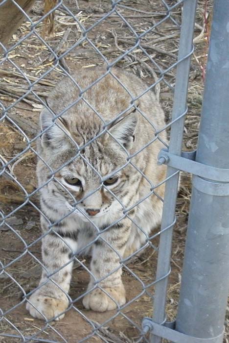 phoenix_alies_sanctuary (84)