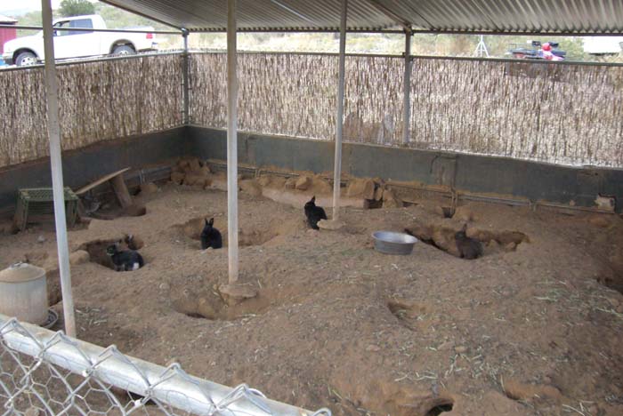 phoenix_alies_sanctuary (86)