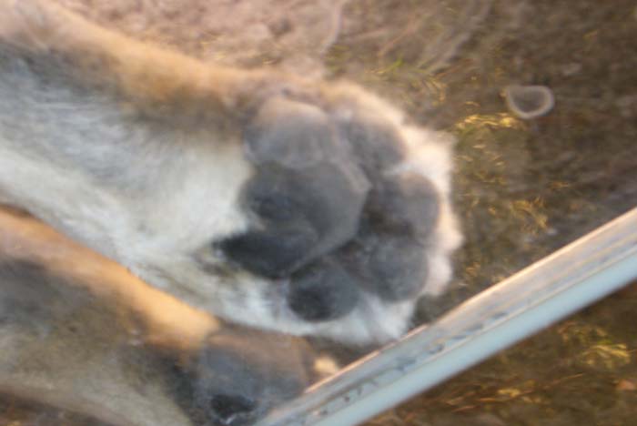 las_vegas_scenic (24)