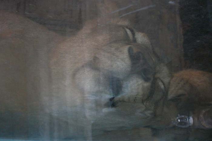 las_vegas_scenic (25)