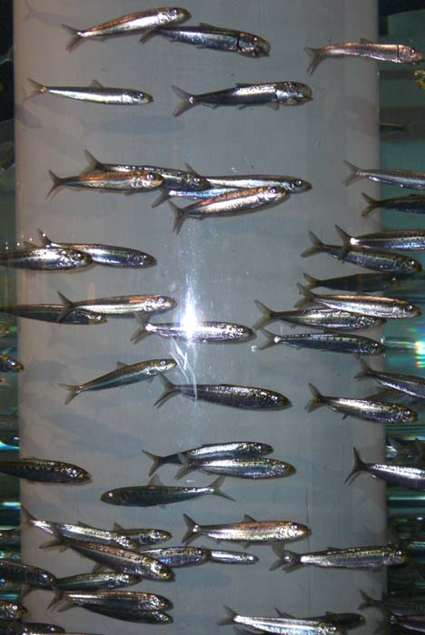 las_vegas_scenic (3)